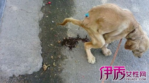 【图】探究犬细小病毒的原因 如何治疗狗狗身上的病毒?