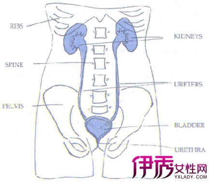 膀胱膀胱的位置位于人体腰部两旁,一般臀部肌肉注射部位为臀部外上方