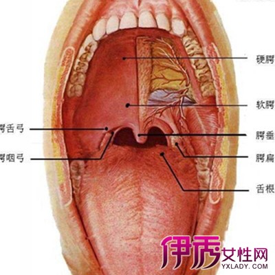 【图】口腔上颚溃疡是怎么回事 教您如何预防口腔上颚溃疡