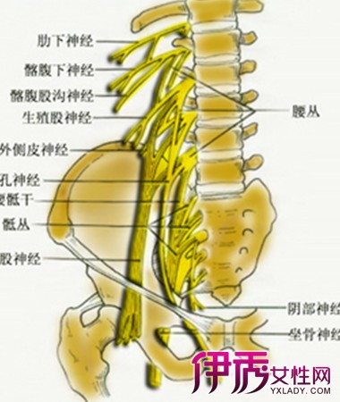 【图】盘点腰椎神经支配区域 让你秒变强壮有力