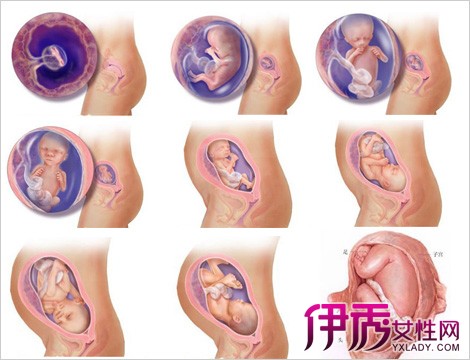 【图】怀孕十六周胎儿发育情况如何 各项症状