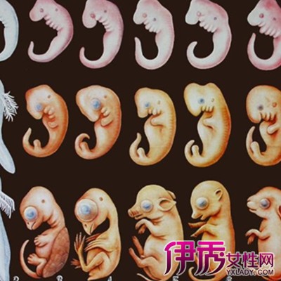 【图】胎儿生长图片展示 分享胎儿在腹中快乐成长过程