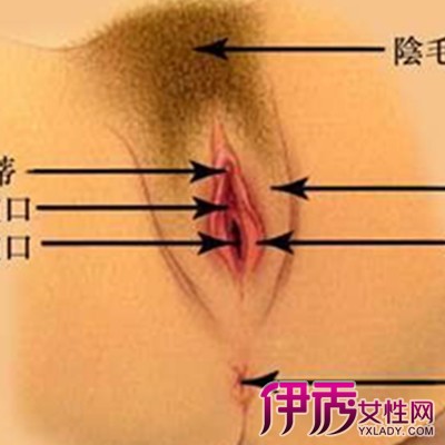 图 女性生殖器是怎样的了解完整的构造 2 女性生殖器 伊秀健康网 Yxlady Com