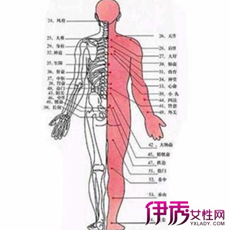 【圖】如何看腎經經絡圖 腎臟是生命的原動力,是生殖力的源泉