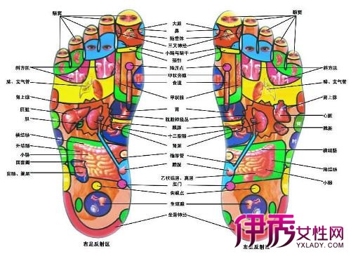 图 脚部位名称图解在哪儿本文为您详细介绍脚结构 2 脚部位名称图解 伊秀健康网 Yxlady Com