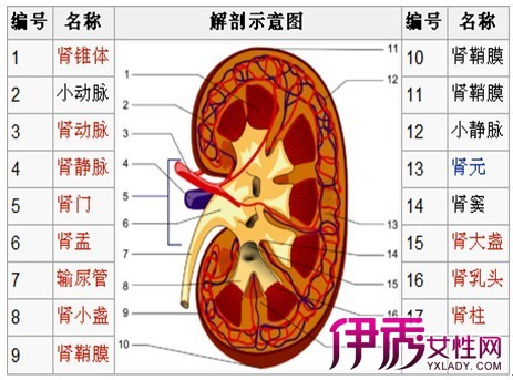 图 女性左下腹部结构图左腹部疼痛和左下腹部突然隐痛原因 3 女性左下腹部结构图 伊秀健康网 Yxlady Com