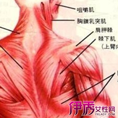 肝癌右肩痛位置图图片