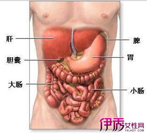 胆囊在左边还是右边图片