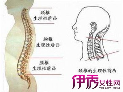 图 颈椎突出的症状有哪些两种治疗方法助你恢复健康 颈椎突出的症状 伊秀健康网 Yxlady Com