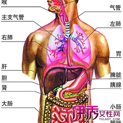 【图】人体内脏图构造图展示 内脏系统三大关