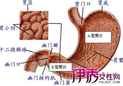 【图】在医院看诊肠道属于哪个科? 肠道对于人的作用是什么