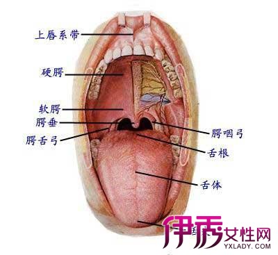 健康的舌头 根部图片