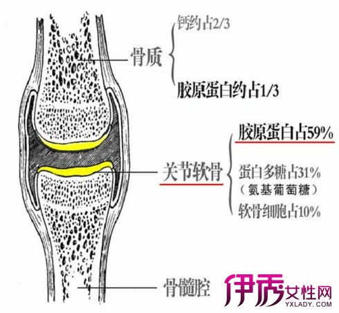 软骨内成骨图片