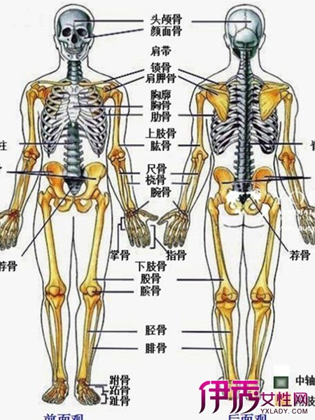 图 人体骨骼名称图展示人的全身居然有6块骨头 人体骨骼名称图 伊秀健康网 Yxlady Com