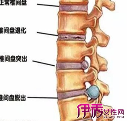 【图】腰部神经分布图大全 小编为你详解身体