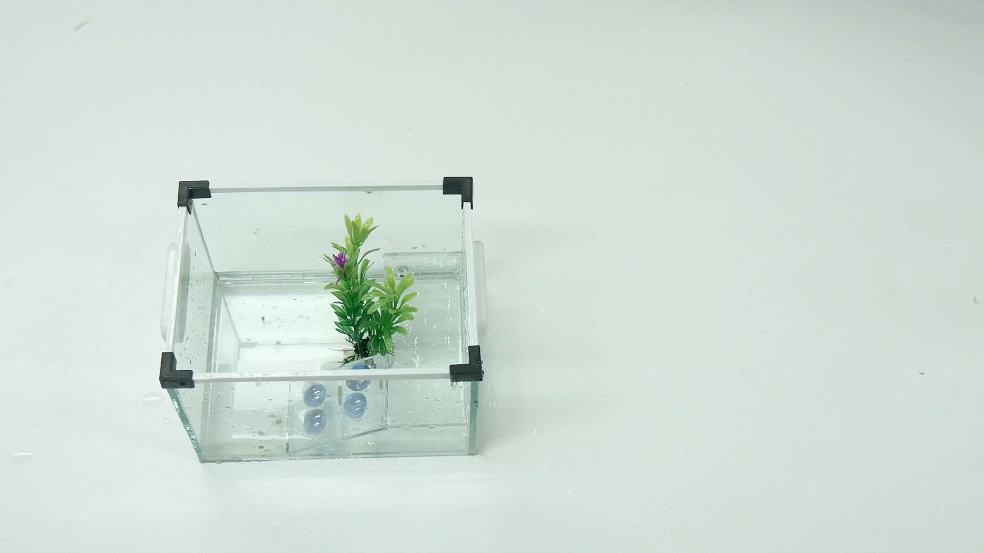 水草怎么固定在鱼缸里装饰鱼缸特别好看 水草怎么固定在鱼缸里 伊秀视频网 Yxlady Com