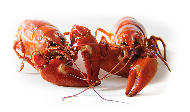crayfish-sweden-crayfish-party-red-52959.png