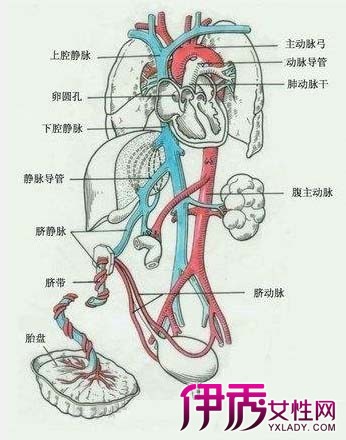 【图】肚脐右边是什么器官 还有你平时不知晓的重要器官